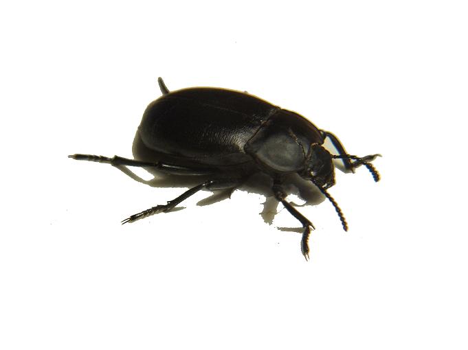 Chrysolina americana